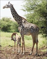 Żyrafa kenijska, zwana również żyrafą masajską (Giraffa camelopardalis  tippelskirchi) - zdjęcie - Fotoblog oboski.flog.pl