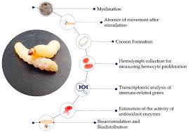 Image result for Manniella gustavi