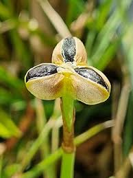 Image result for Zephyranthes candida