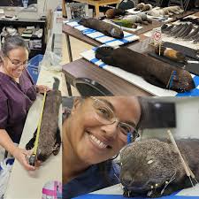 All of us here at the Museum want to congratulate Faith Yang for receiving  the Wildlife, Fish, and Conservation Biology Outstanding Senior Award for  2020-2021! 🥳 Faith is currently an Undergraduate Research