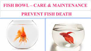 Maybe you would like to learn more about one of these? Fish Bowl Care Maintenance Save Fishes In Bowl Youtube