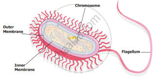 Check spelling or type a new query. Draw A Neat Labelled Diagram Of A Prokaryotic Cell Science Shaalaa Com
