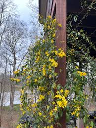 Image result for Gelsemium