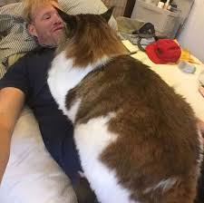 Gambar kucing lucu banget bergerak bikin ketawa. Bobot 13 Kilo Inilah Foto Samson Kucing Yang Bikin Gemas Netizen M Kapanlagi Com