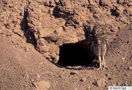 They sometimes nest on cliffs or on the ground — and, in rare cases, a cactus. Nature News February 2020 Liberty Wildlife