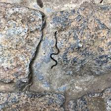 That Worm In Your Garden Could Be A Snake Roundglass Sustain