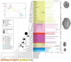 Image result for Echinops longifolius