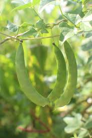 Image result for Dolichos trilobus