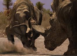If the rare two horn rhino is based on either embolotherium or megacerops, it would be the only rare animal in far cry primal that is a separate species than its more common companion animal (the woolly rhino), rather than being merely a coloration variant. Embolotherium Walking With Wikis Fandom