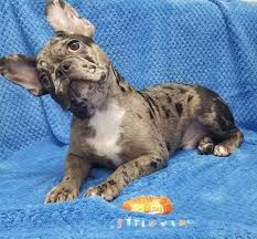 Black And Tan Merle Frenchie Chocolate Merle French Bulldog Frenchieforsale Frenchie4sale Frenchbulldogforsale Frenchbulldog Frenchiebulld Merle French Bulldog French Bulldog Bulldog