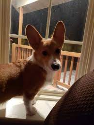 coy looking out the window