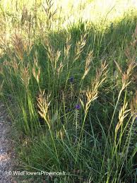 Image result for Hyparrhenia gazensis