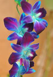 Pin By Grace Brier S Blog Page On Flowers Plants Blue Orchid Flower Purple Orchid Tattoo Purple Orchids