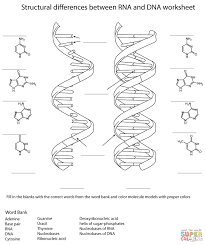 Dna Replication Coloring Worksheet Dna Worksheet Cell Membrane Coloring Worksheet Color Worksheets