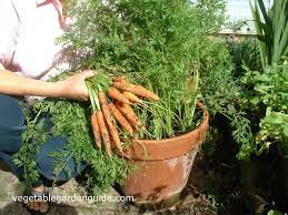 If you keep your bed about 4 feet wide, you'll be able to reach into it. Learn How To Grow Carrots A Versatile And Delicious Vegetable