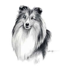 Black And White Sheltie Puppies Shetland Sheepdog Dog Pencil Drawing Art Print By Artist Dj Etsy Dog Pencil Drawing Dog Drawing Shetland Sheepdog