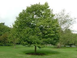 Image result for Hovenia dulcis