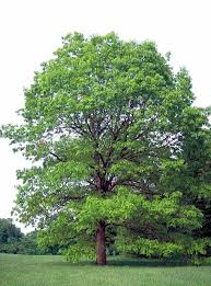 Image result for white oak leaf