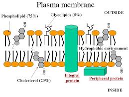 We did not find results for: Vitamins And Their Uses Plasma Membrane Membrane Cell Membrane Structure