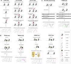 Kc chia & noor, chartered accountants. Molecular And Computational Approaches To Map Regulatory Elements In 3d Chromatin Structure Springerlink