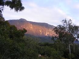 Image result for Ficalhoa laurifolia