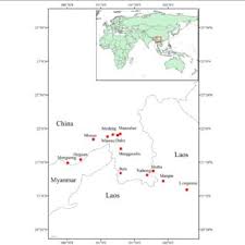 Image result for Buchnera buchneroides