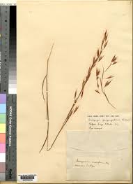 Image result for Monocymbium