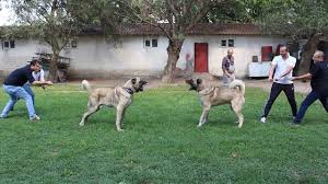 Dunyanin En Buyuk Ve En Guclu Kopekleri Kangal Malakli Ve Anadolu Coban Kopegi Biggest Dogs Youtube