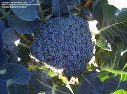 Green goliath is a variety of broccoli that is harvested 60 days after planting and is ideal for spring, summer, or fall. Plantfiles Pictures Broccoli Green Comet Brassica Oleracea By Farmerdill