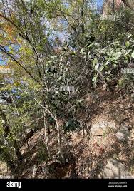 Image result for Mystroxylon aethiopicum