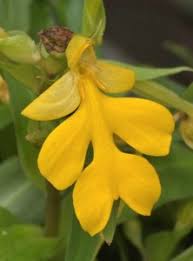 Image result for Habenaria arenaria