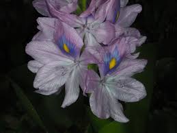 Image result for Pontederia crassipes