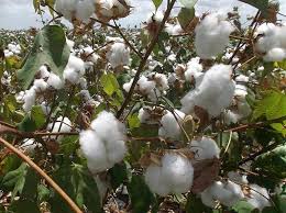 Bt cotton regains farmers' confidence, acreage under crop goes up ...