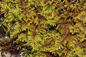 Image result for Pteris commutata