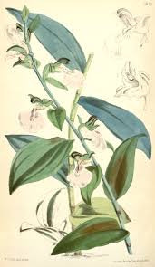 Image result for Brachycorythis buchananii
