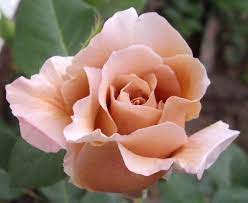 Gorgeous bouquets submitted by the talented julia rose! Julia S Rose Scent Garden Types Of Flowers Flower Beauty