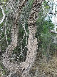 Image result for Secamone retusa