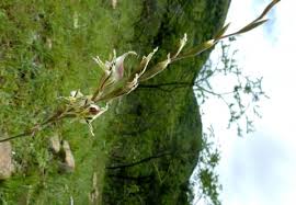 Image result for Gladiolus permeabilis