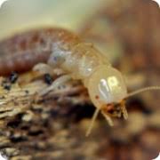 At bug evictors we specialize in jacksonville bed bug pest control services. Truly Nolen Jacksonville S Premier Pest Termite Control Service Contact Free
