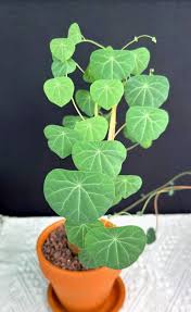 Image result for Stephania cyanantha