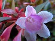 Image result for Coronopus integrifolius