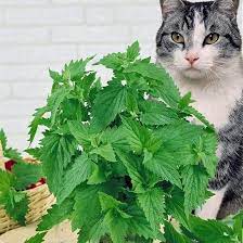kedi nanesi kedi nanesi satis kedi nanesi fidesi 7 95 tl