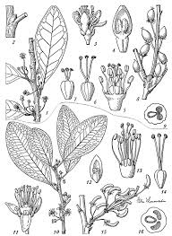 Image result for Erythroxylum emarginatum