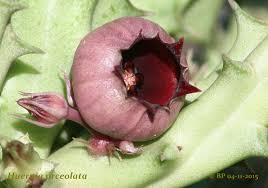 Image result for Monsonia senegalensis