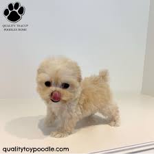 Poodle Puppies For Sale Near Me At Affordable Price In 2020 Poodle Puppies For Sale Teacup Poodle Puppies Poodle Puppy