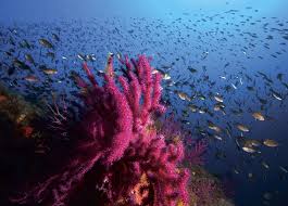 Image result for Verde Giannutri 2008 147