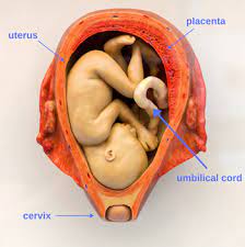 Marginal cord insertion is problematic because the sides of the placenta are much weaker and have less tissue compared to the central area of the placenta where the cord is supposed to insert. Velamentous Cord Insertion Marginal Cord Insertion Risks