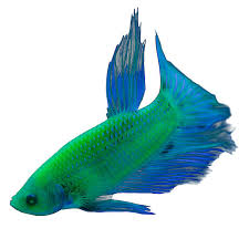 Tanks with multiple female betta fish are called betta fish sorority tanks and will require a little bit of it sounds like mouth fungus and from petsmart you can get melafix to help with that, finrot, open body. Glofish Electric Green Premium Male Betta Fish Fish Goldfish Betta More Petsmart