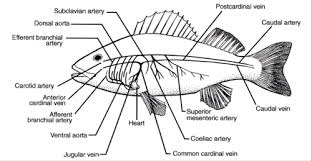 Species of fish include walleye, muskie, northern pike, smallmouth bass and panfish. Circulation Flashcards Quizlet
