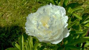 So vermehren sie pfingstrosen durch samen: Pfingstrose Paeonia Im Pflanzenlexikon Gartennatur Com